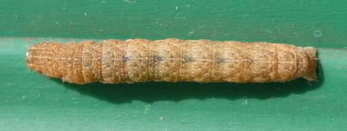 Noctua fimbriata